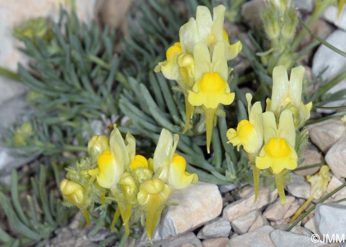 Linaria supina