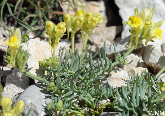 Linaria supina