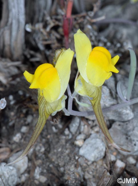 Linaria supina