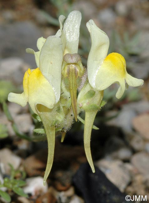 Linaria supina