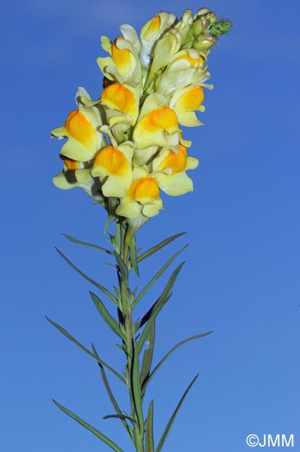 Linaria vulgaris