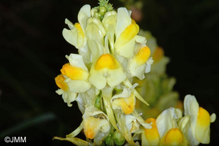 Linaria vulgaris