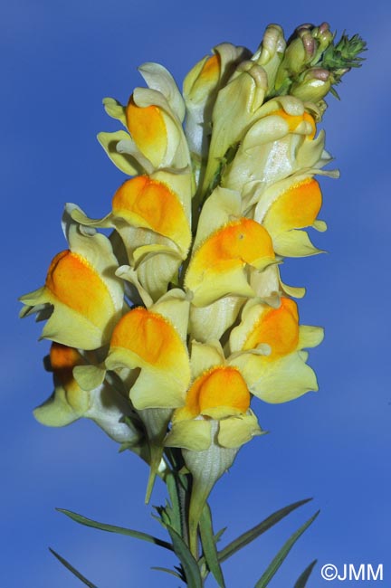 Linaria vulgaris