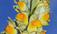 Linaria vulgaris