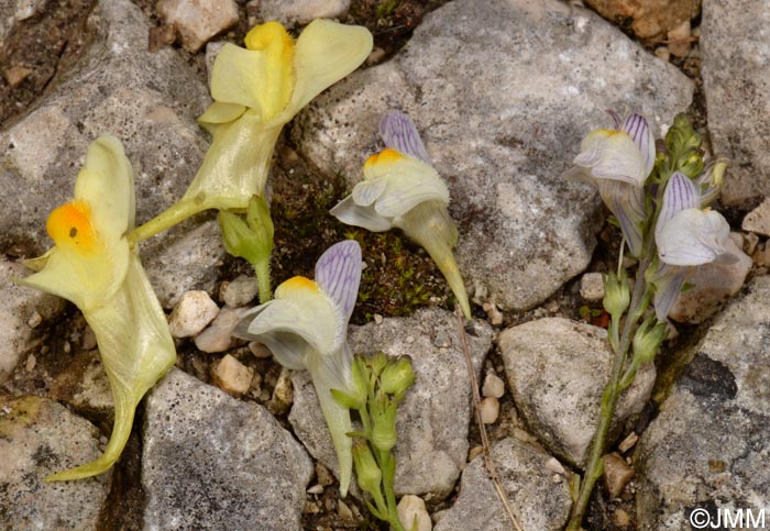Linaria x sepium & Linaria repens & Linaria vulgaris