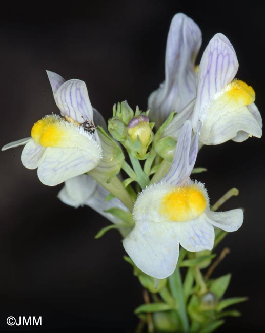 Linaria x sepium