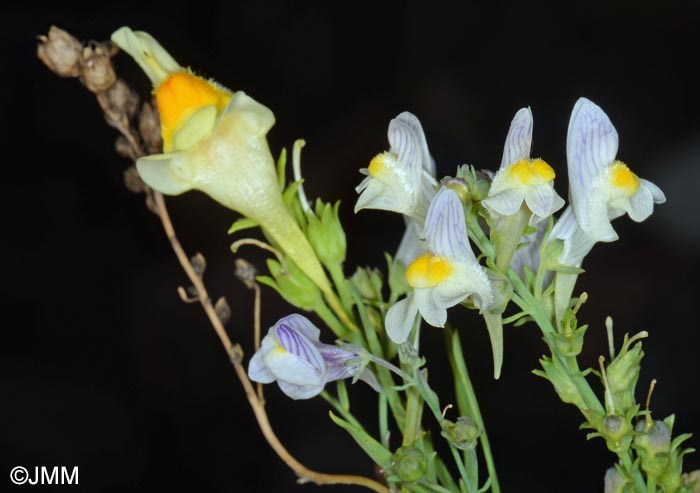 Linaria x sepium & Linaria repens & Linaria vulgaris