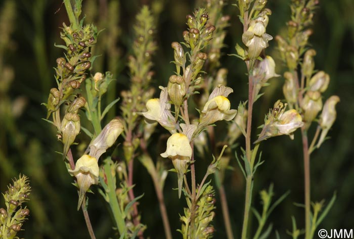 Linaria x sepium