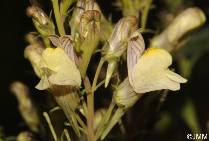 Linaria x sepium