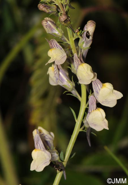 Linaria x sepium