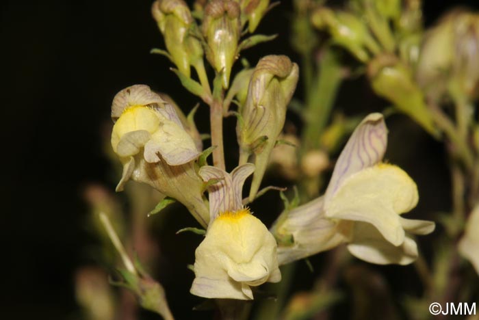 Linaria x sepium