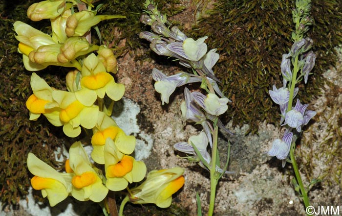 Linaria x sepium & Linaria repens & Linaria vulgaris