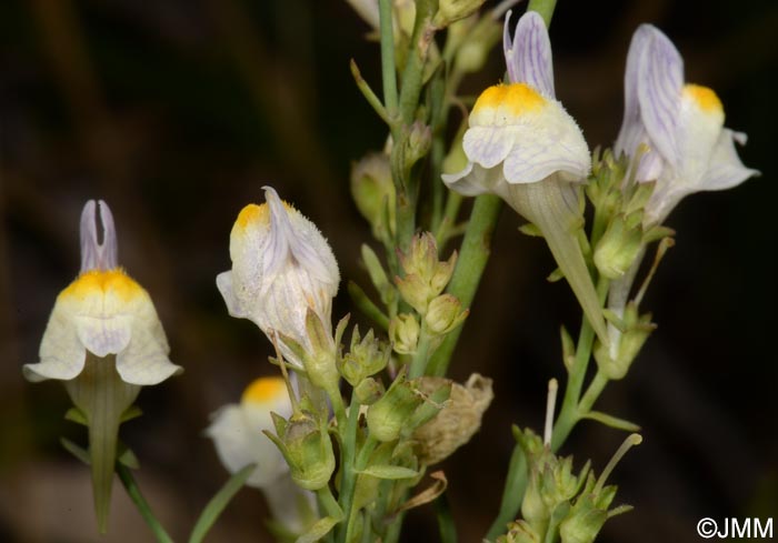 Linaria x sepium