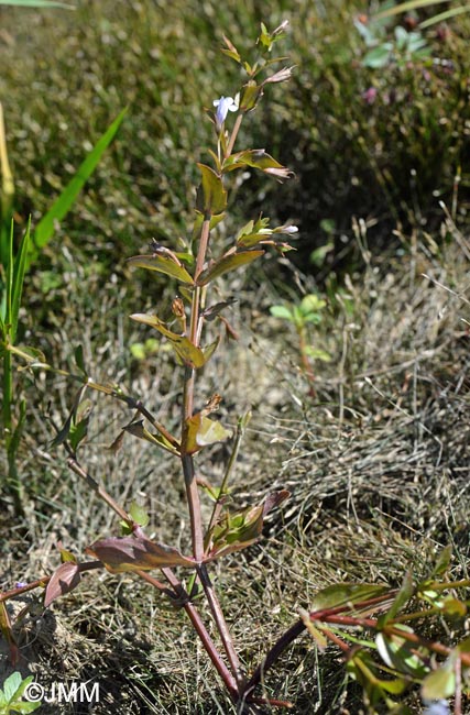 Lindernia dubia