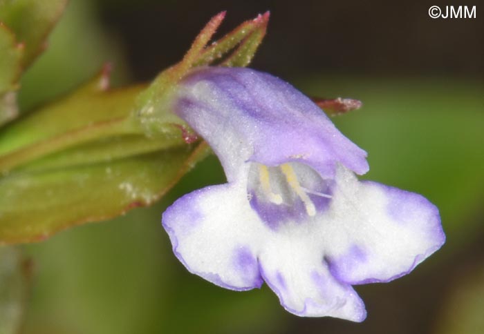 Lindernia dubia