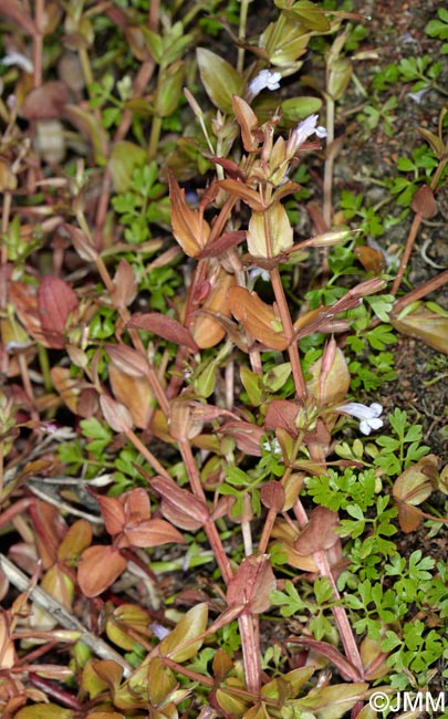 Lindernia dubia