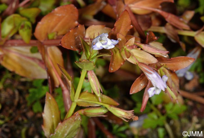 Lindernia dubia