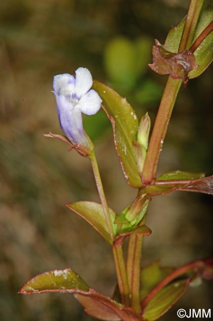 Lindernia dubia