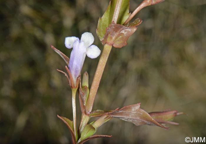 Lindernia dubia