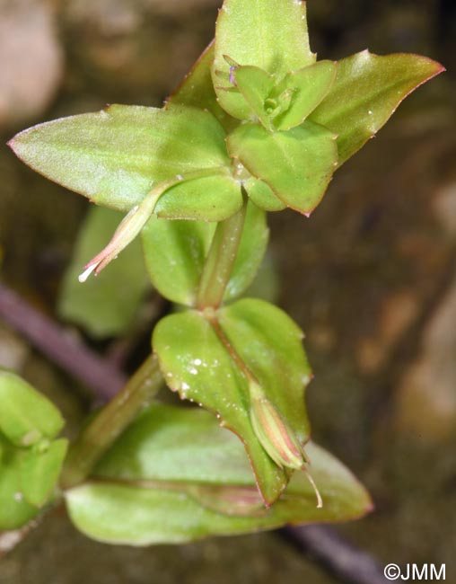 Lindernia dubia