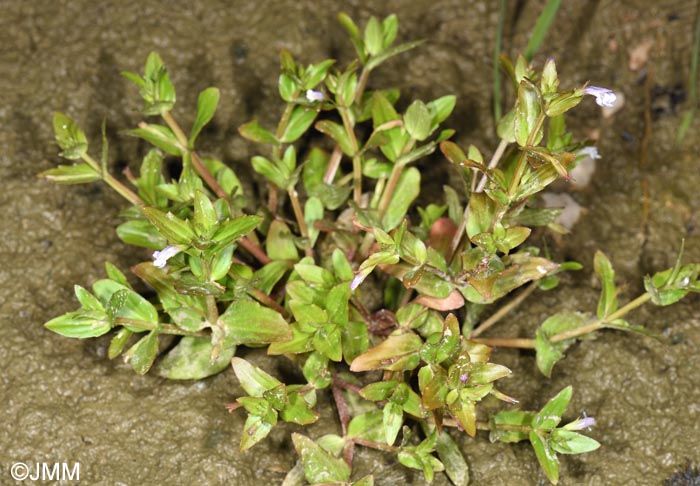 Lindernia dubia