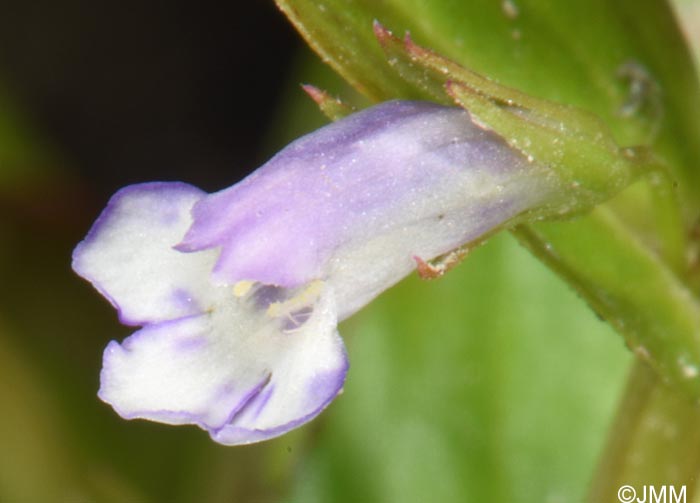 Lindernia dubia