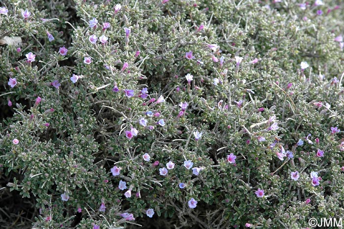 Lithodora hispidula subsp. versicolor