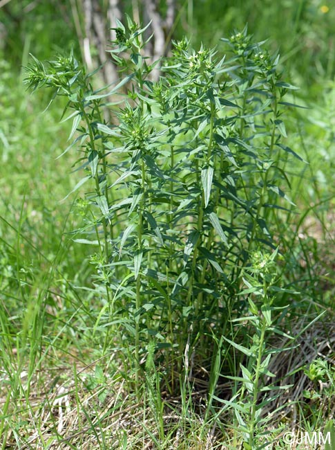 Lithospermum officinale