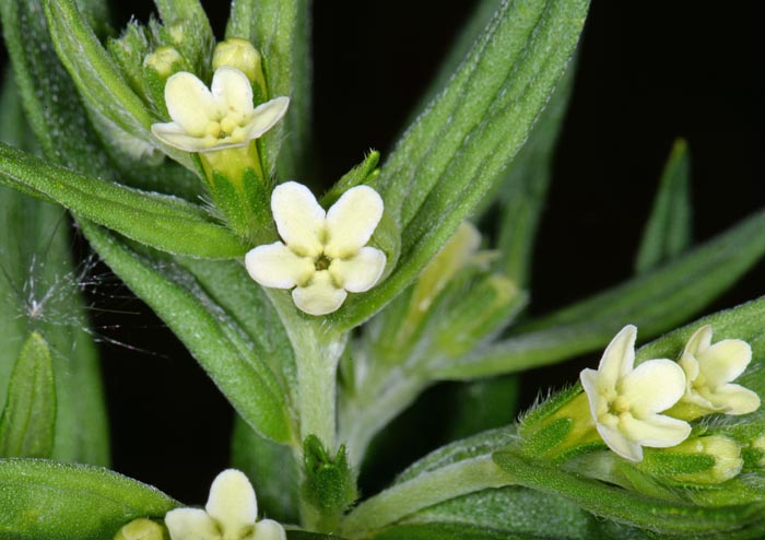 Lithospermum officinale