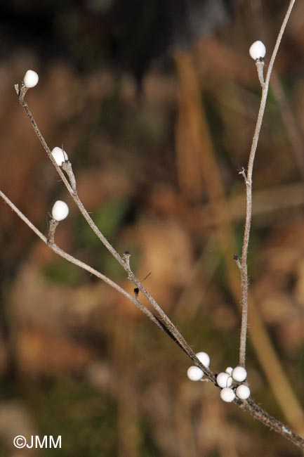 Lithospermum officinale