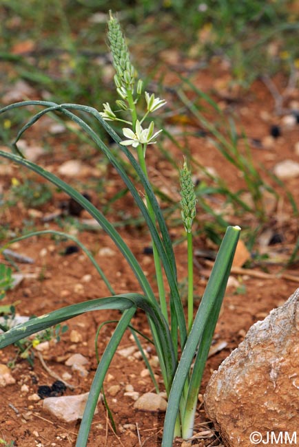 Loncomelos narbonense = Ornithogalum narbonense