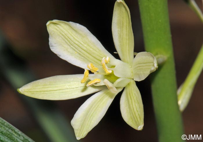 Loncomelos narbonense = Ornithogalum narbonense