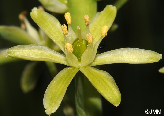 Loncomelos pyrenaicum = Ornithogalum pyrenaicum