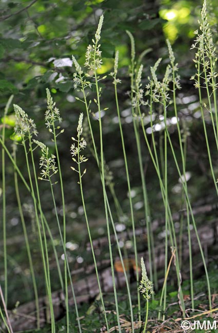 Loncomelos pyrenaicum = Ornithogalum pyrenaicum