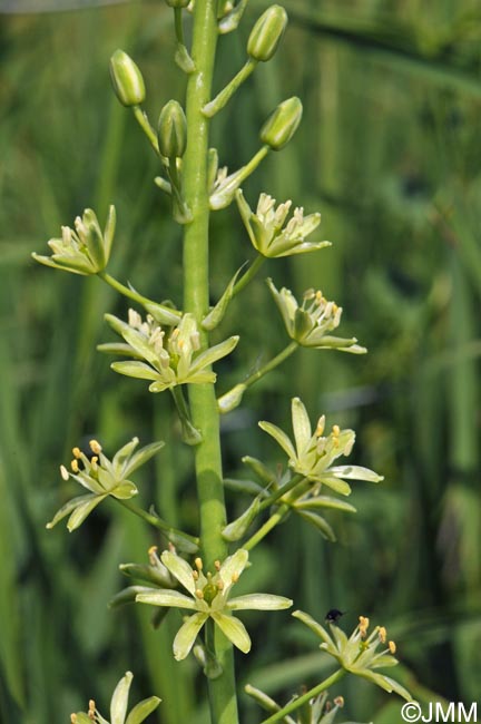 Loncomelos pyrenaicum = Ornithogalum pyrenaicum