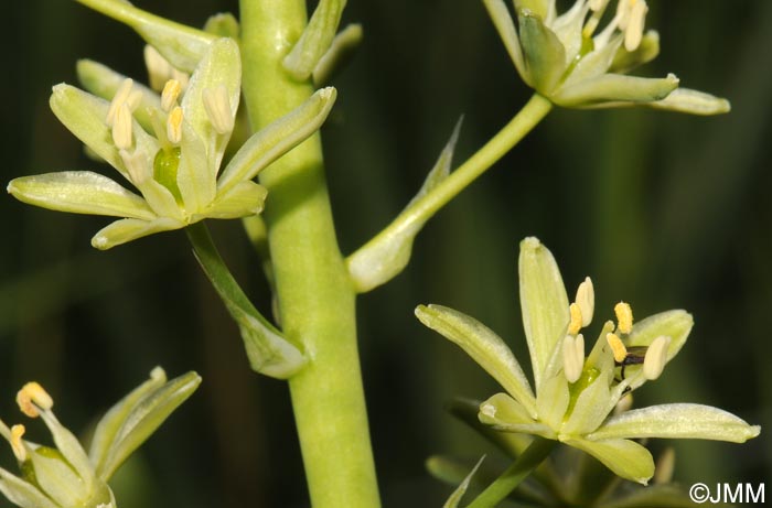 Loncomelos pyrenaicum = Ornithogalum pyrenaicum