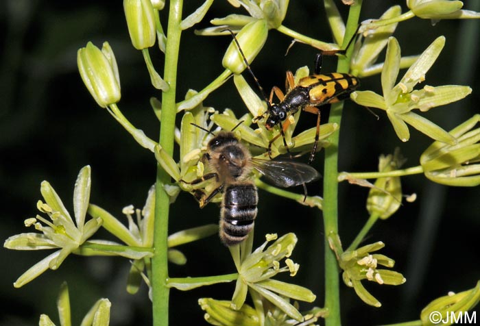 Loncomelos pyrenaicum = Ornithogalum pyrenaicum