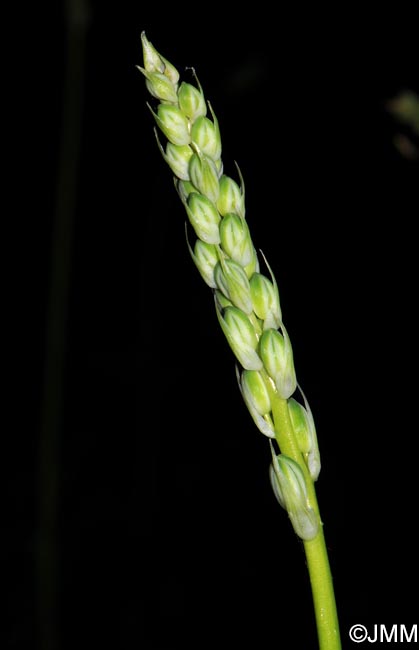 Loncomelos pyrenaicum = Ornithogalum pyrenaicum