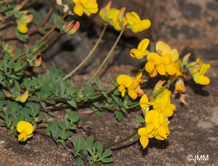 Lotus corniculatus = Lotus corniculatus subsp. corniculatus