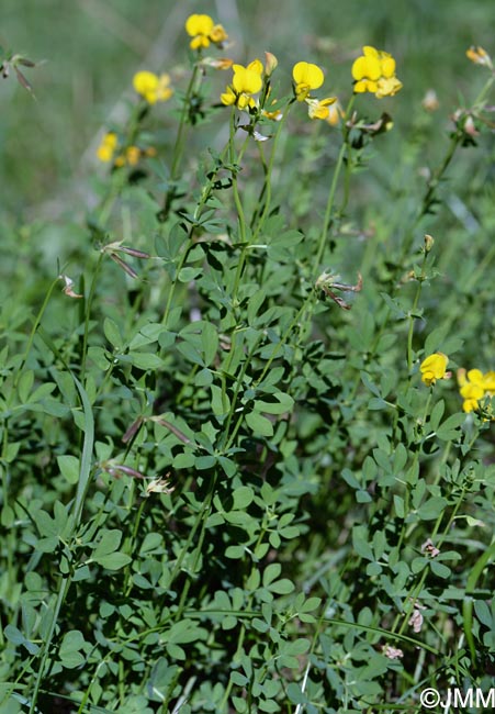 Lotus corniculatus = Lotus corniculatus subsp. corniculatus