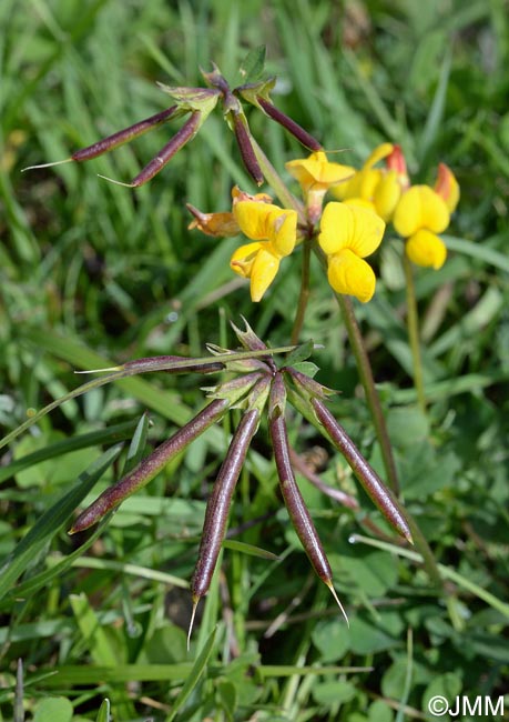 Lotus corniculatus = Lotus corniculatus subsp. corniculatus