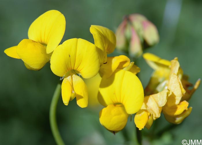 Lotus corniculatus = Lotus corniculatus subsp. corniculatus