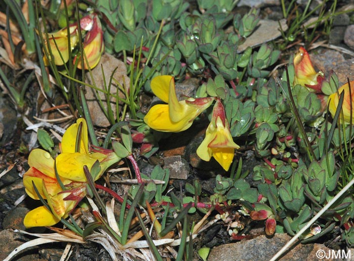 Lotus corniculatus subsp. alpinus