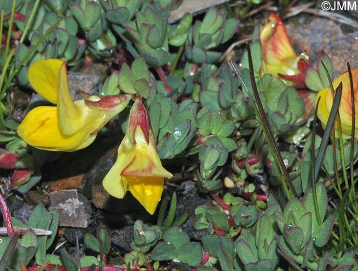 Lotus corniculatus subsp. alpinus