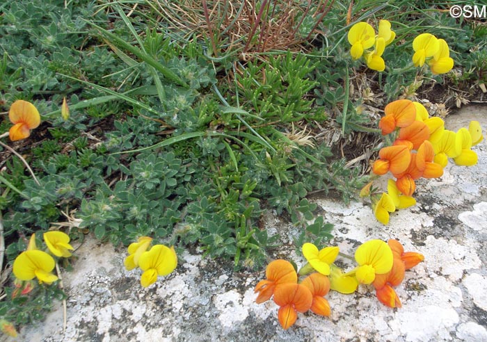 Lotus corniculatus subsp. delortii