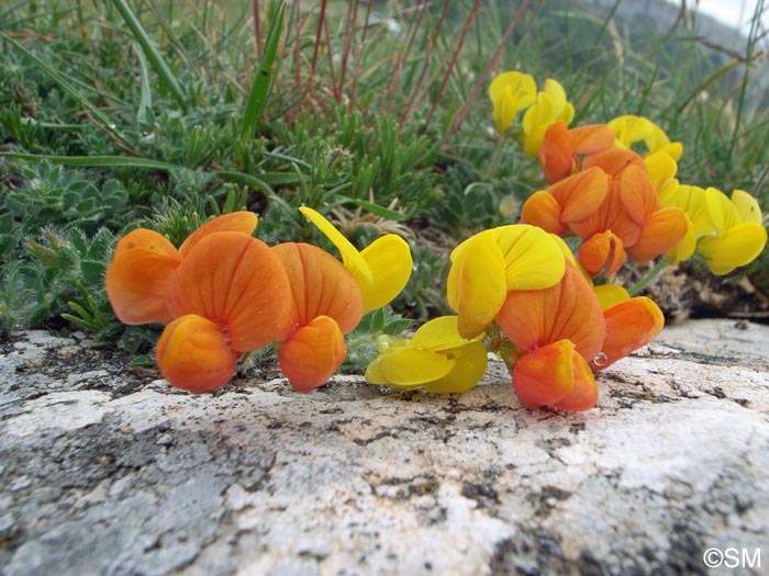 Lotus corniculatus subsp. delortii