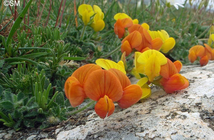 Lotus corniculatus subsp. delortii