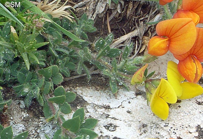 Lotus corniculatus subsp. delortii