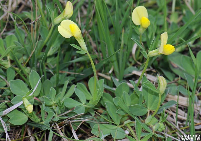 Lotus maritimus = Tetragonolobus maritimus