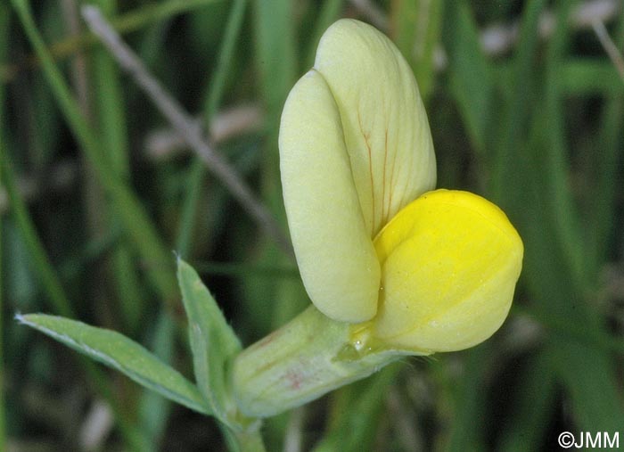 Lotus maritimus = Tetragonolobus maritimus